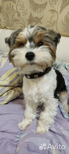 Ищем девочку, для встреч