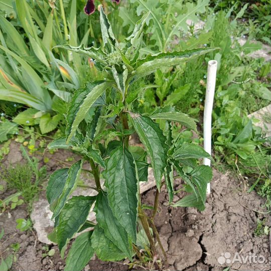 Рудбекия пурпурная