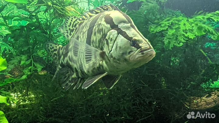 Аквариумные рыбки