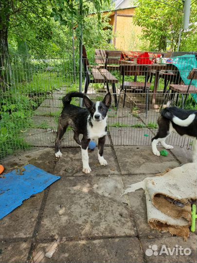 Щенки фенотип карельской медвежьей собаки ищут дом