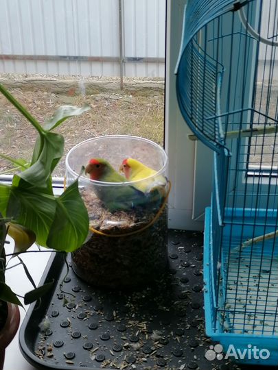 Попугай неразлучники,пара