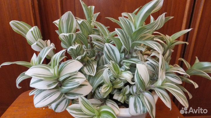 Традесканции,бугенвиллия,шефлера