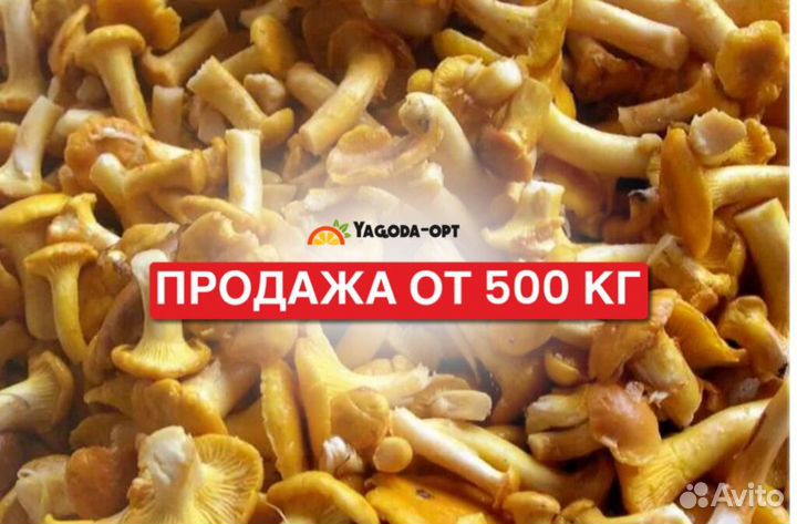 Грибы лисички замороженные оптом