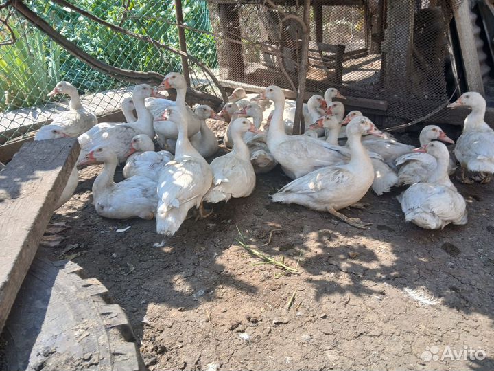 Мускусные утки тяжелой линии