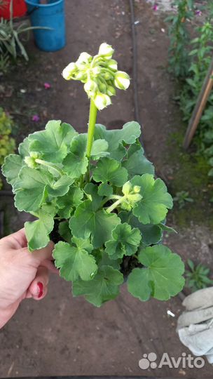 Пеларгония герань