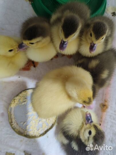 Продам индоутят, трёхсуточных