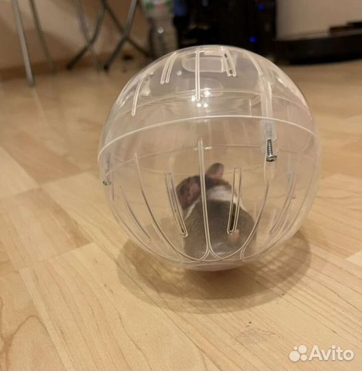 Шар для прогулок хомяка