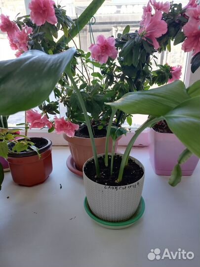 Комнатные цветы