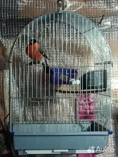 Певчие лесные птицы