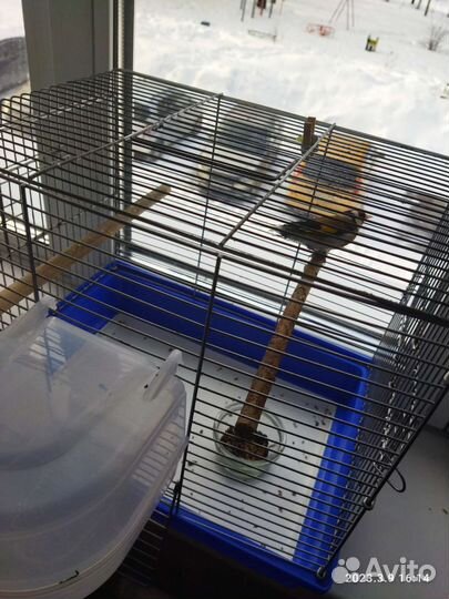 Певчие птицы щегол