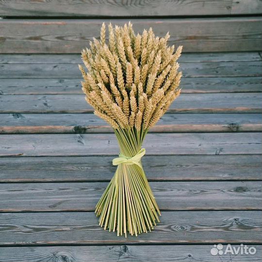 Колоски пшеницы