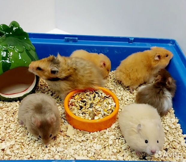 Сирийские хомяки