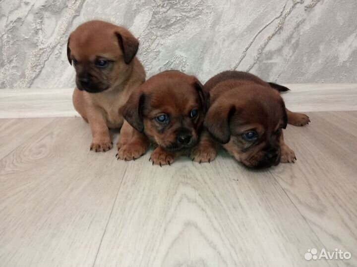 Щенки пекинеса