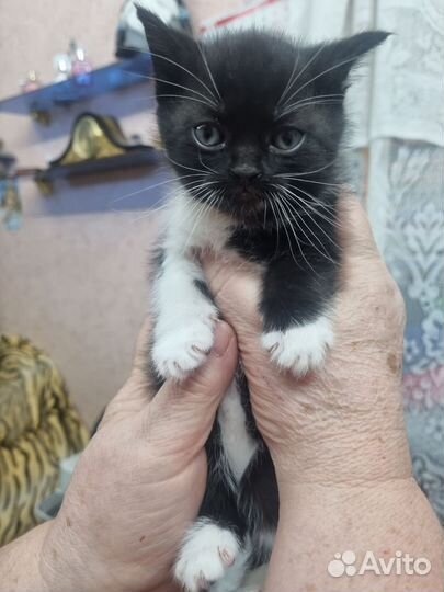 Кошки