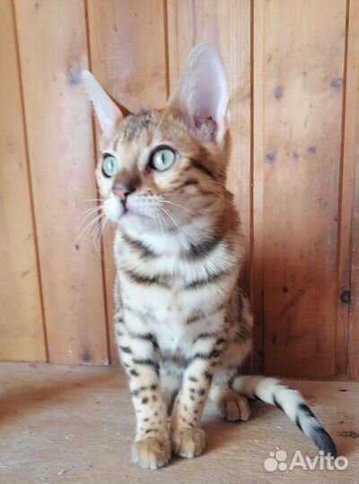 Бенгальская