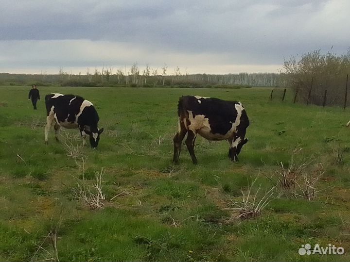 Коровы с телятами