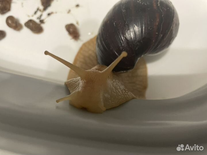 Улитка Ахатин (Африканская, гигант)