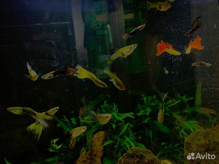 Рыбки гуппи