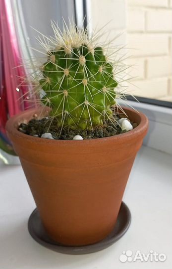 Большой круглый кактус