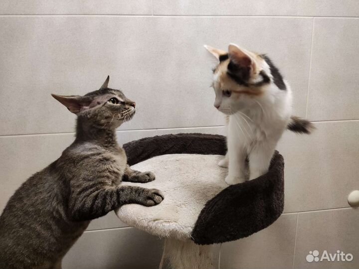 Трёхцветная котёнок-девочка ищет дом