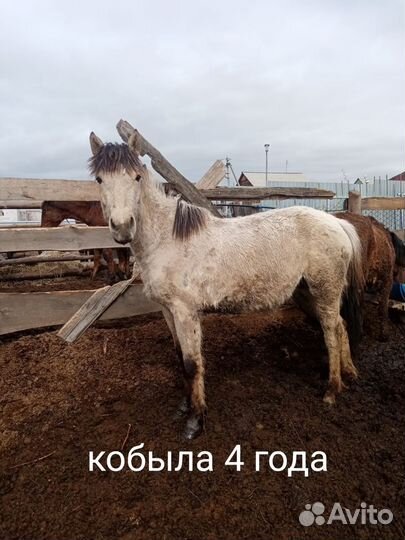 Продам лошадь