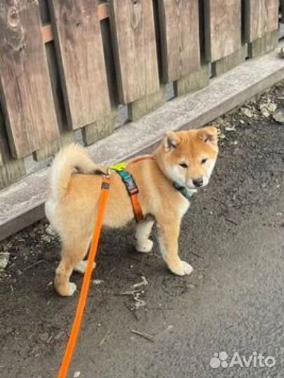 Шлейка анатомическая для собаки