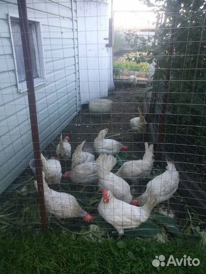 Куры несушки
