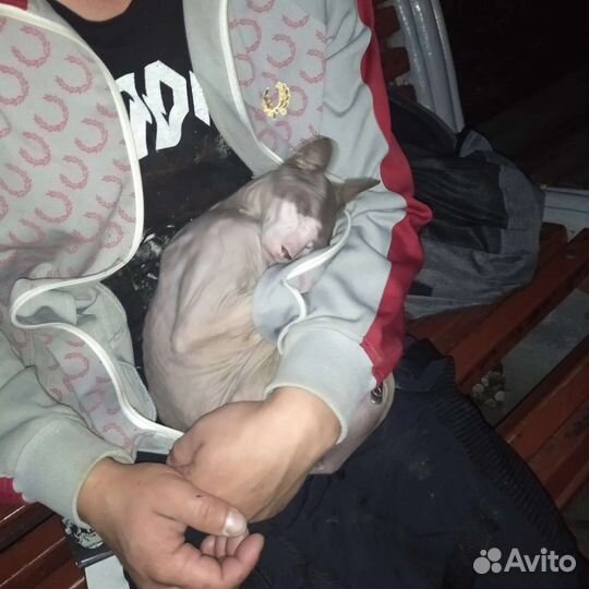 Сфинкс хорошая добрая молодая