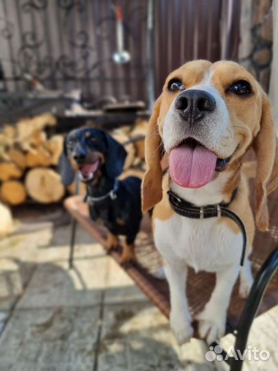 Передержка для животных,зоогостиница