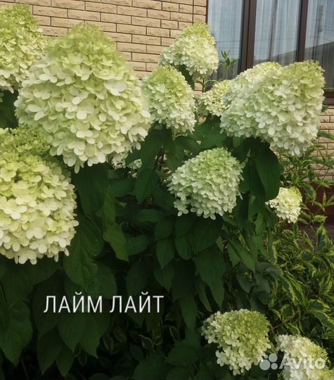 Саженцы гортензии метельчатой