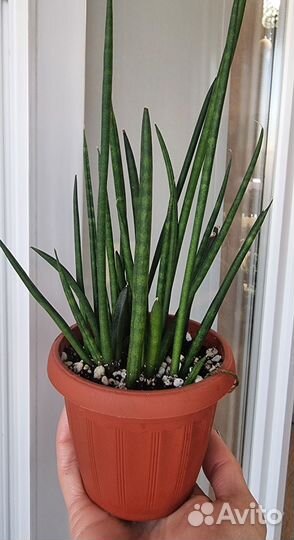 Сансевиерия цилиндрика мини (отростки)