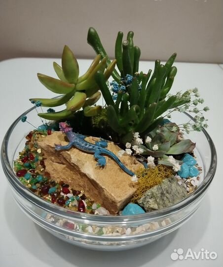 Флорариум суккуленты