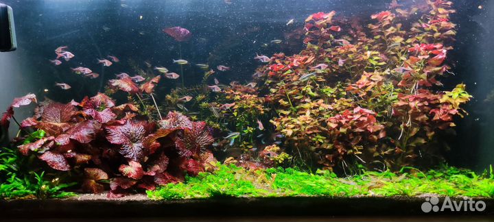 Стойка с 3 аквариумами, рыбы, растения
