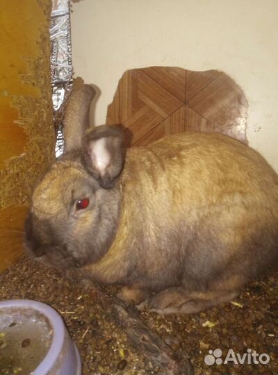 Кролик декоративный Вязка