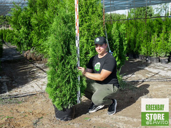 Туя колумна 1,4 м свежая копка 2023