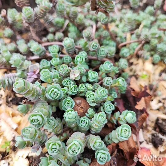 Почвопокровные растения