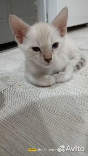 Бенгальский Снежный Барс