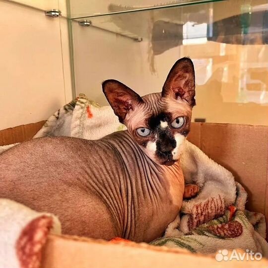 Передержка кошек - гостиница