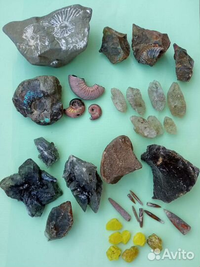 Окаменелости аммониты минералы