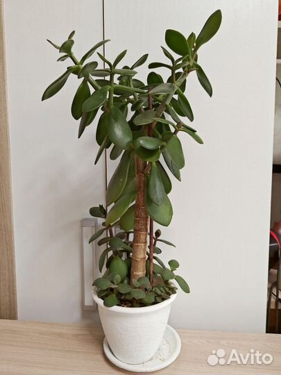 Красаула, Толстянка, Денежное дерево