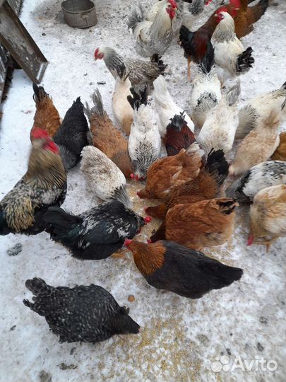 Яйца домашних кур