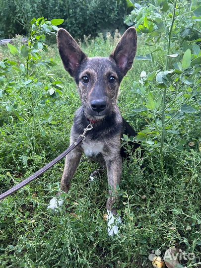 Каштанчик в поиске дома