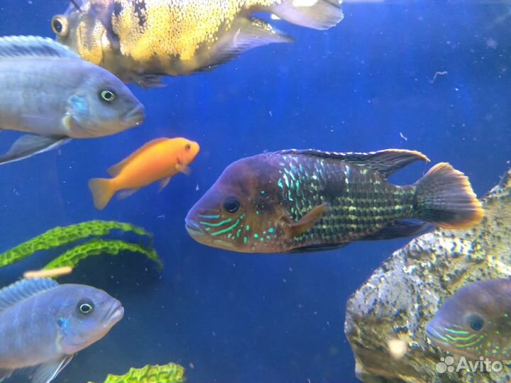 Аквариумные рыбки Аулонокара Рэд Флэш,цихлиды