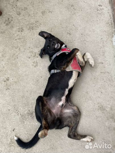 Собака в добрые руки щенок мальчик