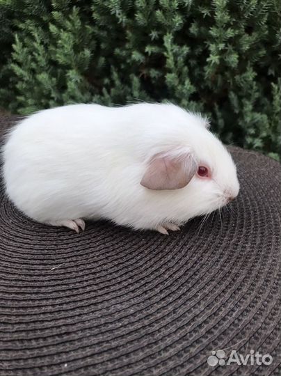 Морские свинки мальчики