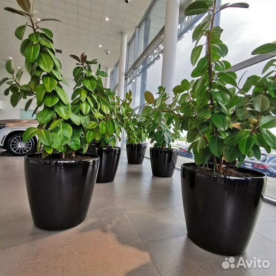 Комнатные растения пересадка