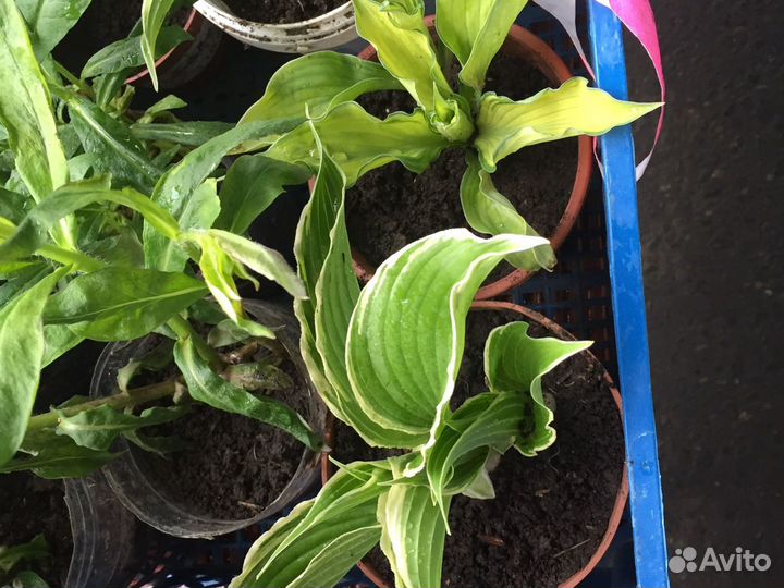 Саженцы рябины, шиповника, туя