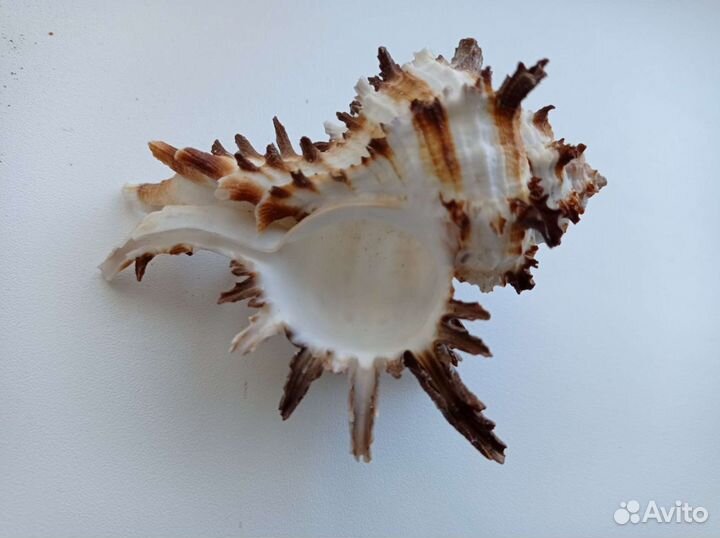 Раковины, ракушки, кораллы