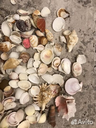 Ракушки