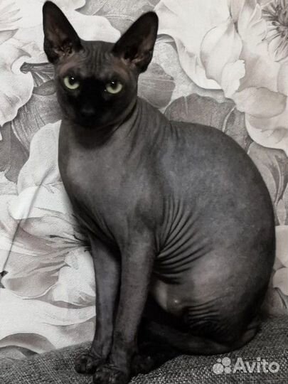 Вязка кошек сфинкс